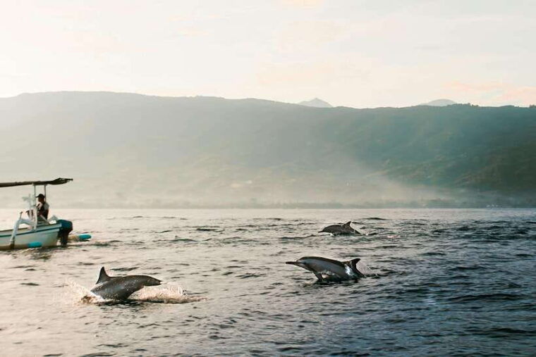 bali-dolphin-watching-waterfall-wanagiri-and-ulun-danu