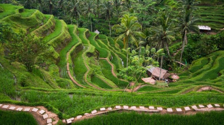 bali-full-day-ubud-highlight-tanah-lot-temple-sunset-tour