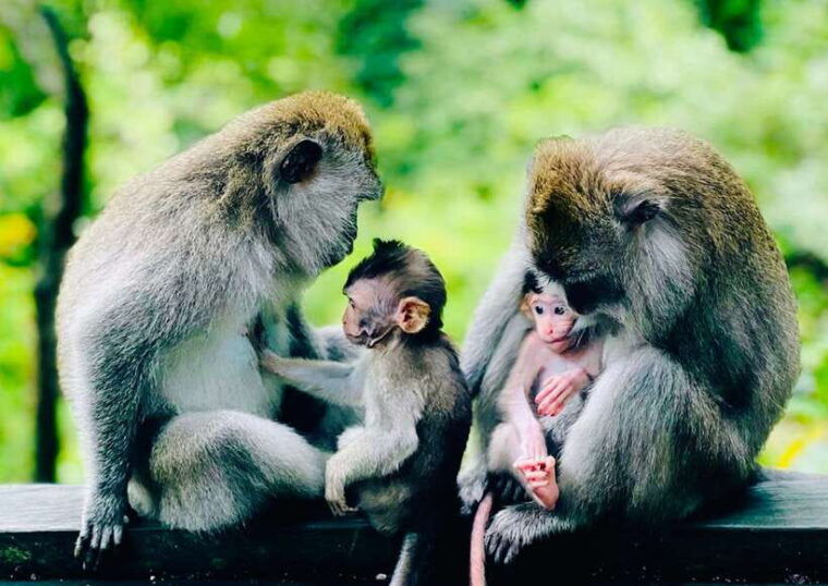 bali-monkey-forest-tegalalang-uluwatu-kecak-dance-tour