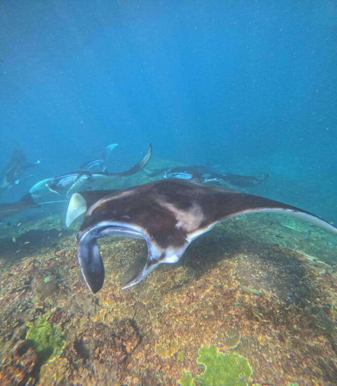 bali-nusa-penidaswimming-manta-ray-west-penida-with-lunch