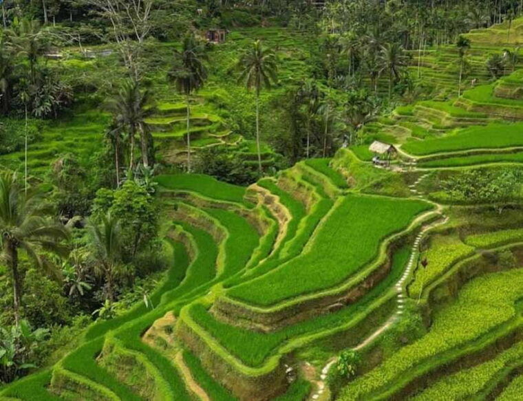 bali-pengelipuran-village-rice-terrace-waterfall-tour