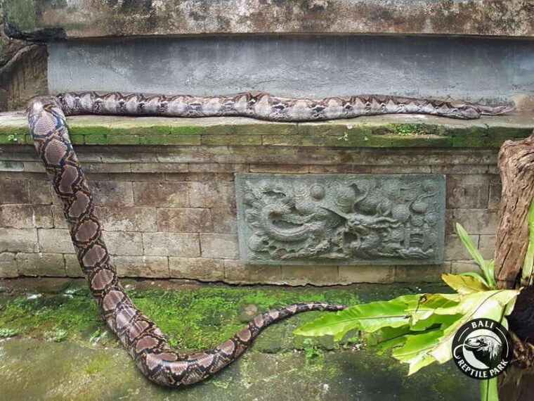 bali-reptile-park-1-day-admission-ticket