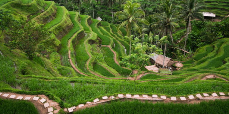 bali-ubud-monkey-forest-private-tour-luxury-car