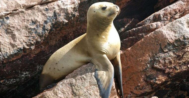ballestas-islands-paracas-national-reserve-from-paracas