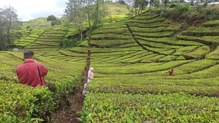 bandung-volcano-hot-spring-mud-bathing-tea-tour