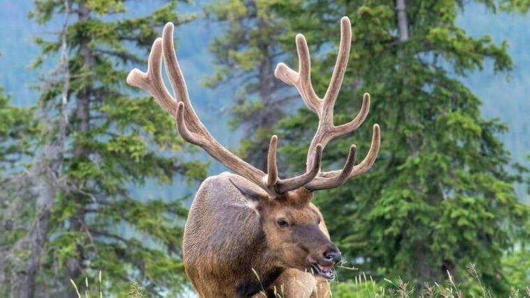 banff-canmore-moraine-lake-louise-morning-or-sunset-tour