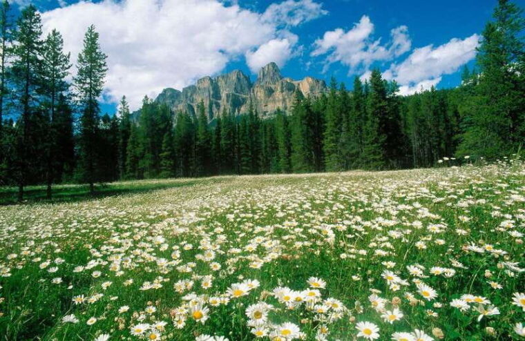banff-edible-and-medicinal-plants-nature-walk