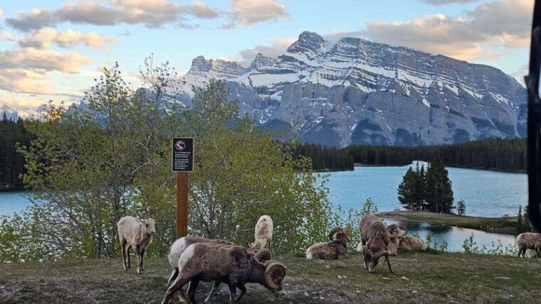 banff-evening-wildlife-safari-guided-tour