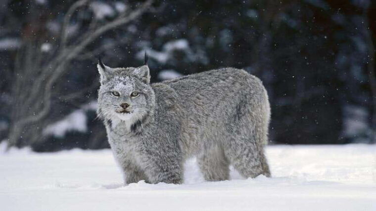 banff-explore-winter-nature-walk-ice-cleats-included-2h