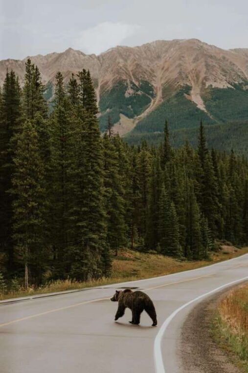 banff-guided-nature-walk-with-bear-country-safety-tips