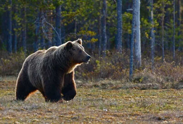 banff-highlights-and-wildlife-group-tour