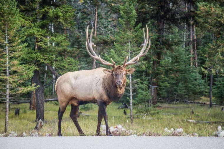 banff-journey-to-the-heart-of-the-canadian-rockies-2-days