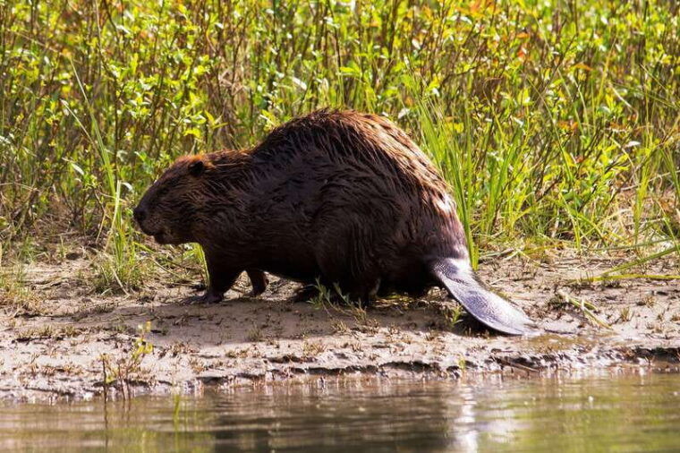 banff-wildlife-on-the-bow-river-big-canoe-tour
