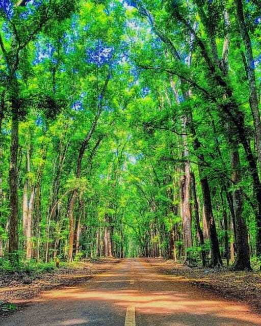 banyuwangi-2-day-adventure-with-baluran-national-park