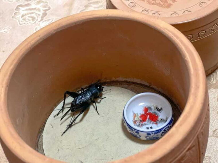 beijing-best-hutongs-cultural-tour-for-the-cricket-fights