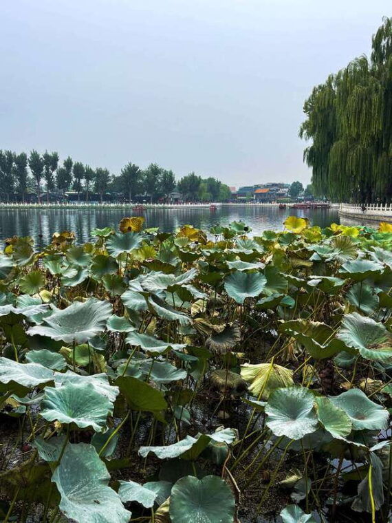 beijing-hutongs-drum-tower-city-walking-tour