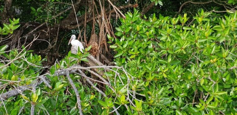 bentota-river-boat-safari