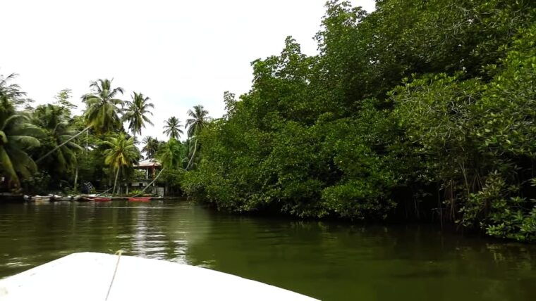 bentota-swampboat-ride-through-mangrove-forest