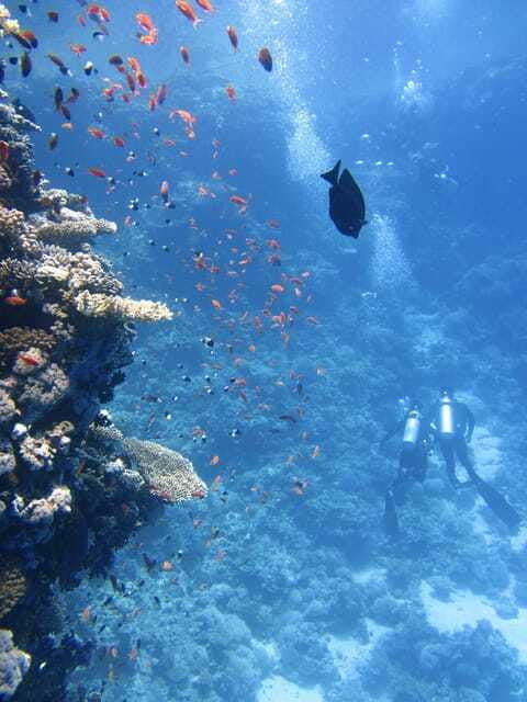 best-site-for-course-diving-in-amed
