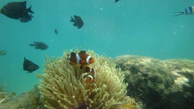 bintan-snorkeling-2