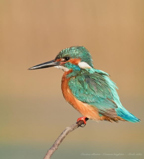bird-watching-and-photography-private-tour-near-constanta
