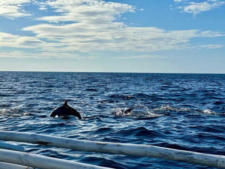 bohol-balicasag-is-private-tour-and-dolphin-watching