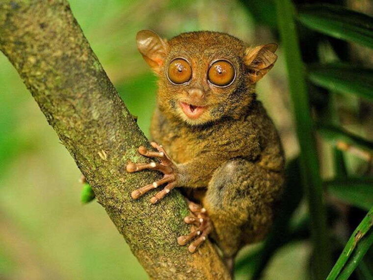 bohol-chocolate-hills-tarsiers-and-loboc-river-adventure