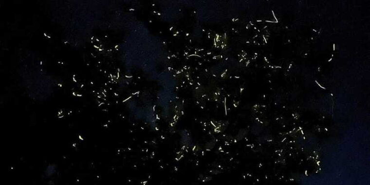 bohol-loboc-river-firefly-watching-shared-tour