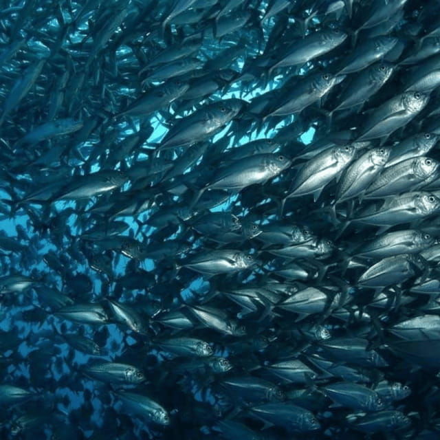 bohol-pamilacan-island-fun-dive-experience