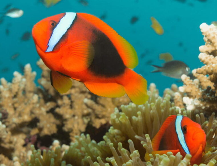 bohol-panglao-island-hopping-dolphin-watching-tour