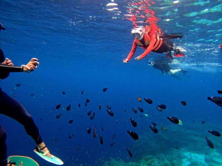 bohol-turtle-sanctuary-snorkeling-boat-tour-with-lunch