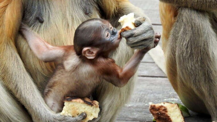 borneo-orangutan-proboscis-monkey-and-sun-bear-tour
