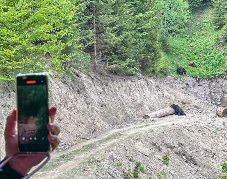 brasov-bear-watching-in-the-wild-from-a-hideout