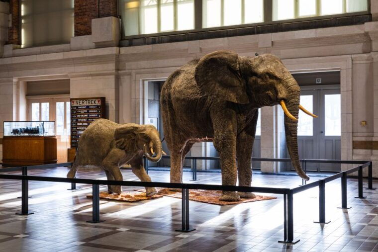 brussels-train-world-museum-entrance-ticket-2