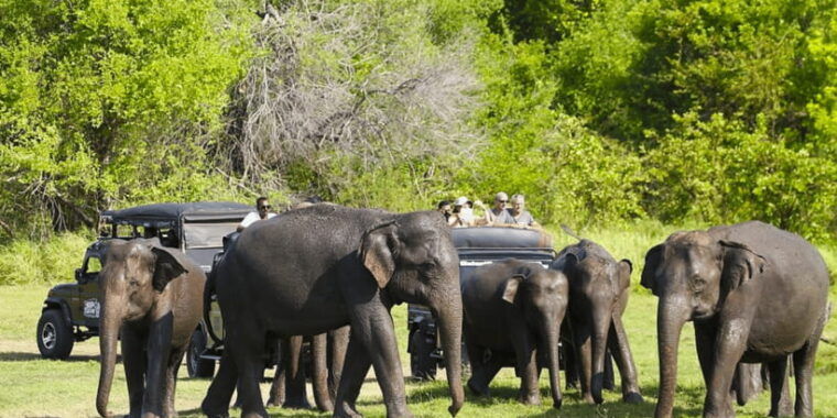 budget-safari-to-wilpaththu-national-park-from-anuradhapura