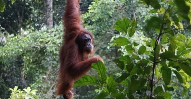 bukit-lawang-a-unique-wildlife-tour-overnight-into-jungle