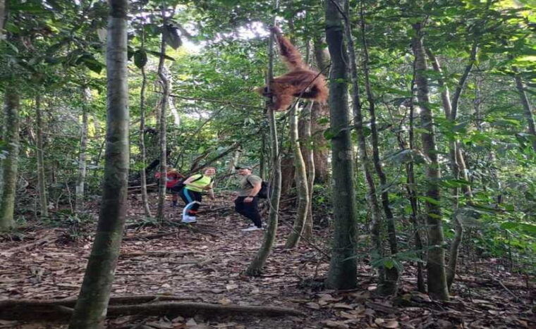 bukit-lawang-orangutan-tour-wonderful-jungle-view