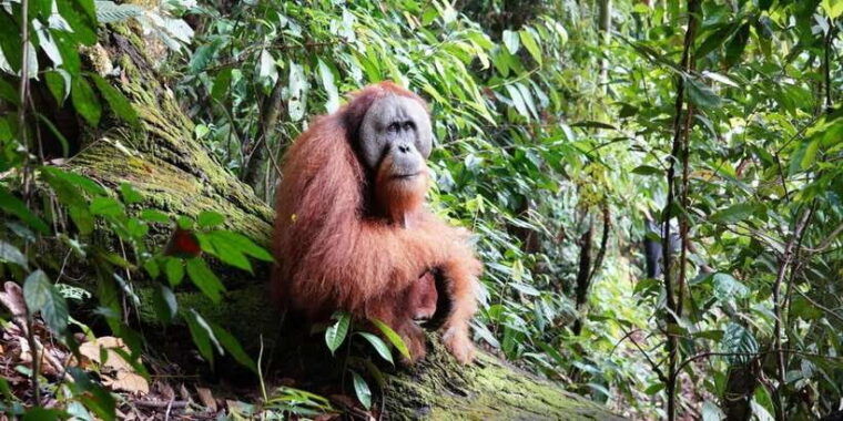 bukitlawang-orangutan-3-days-group-jungle-trek