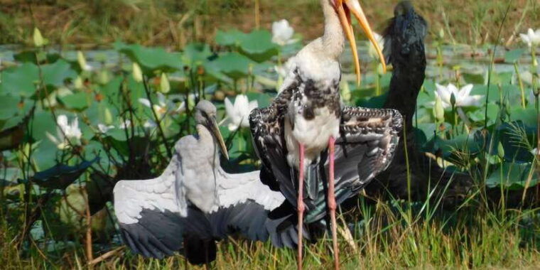 bundala-half-day-safari-private-tours-morning-afternoon