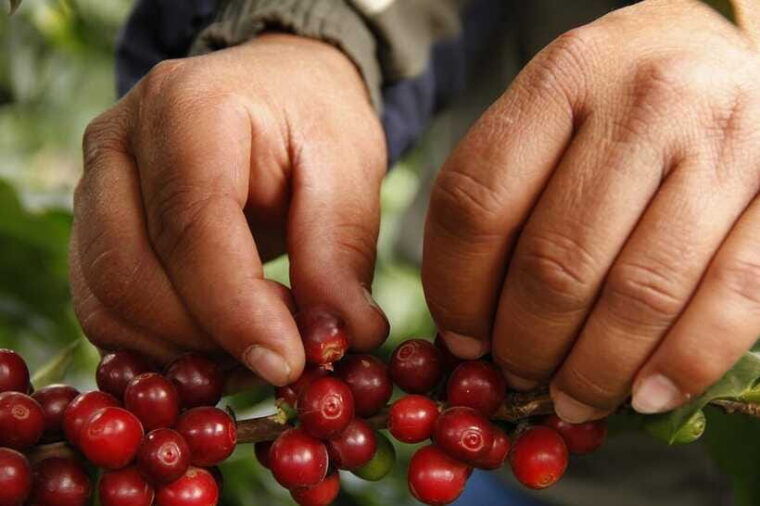 buon-ma-thuot-authentic-coffee-farm-experience-with-lunch