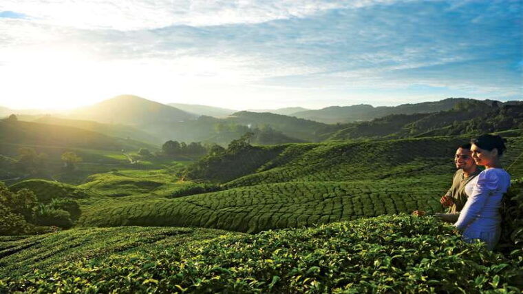 cameron-highlands-1-day-tour-from-kuala-lumpur