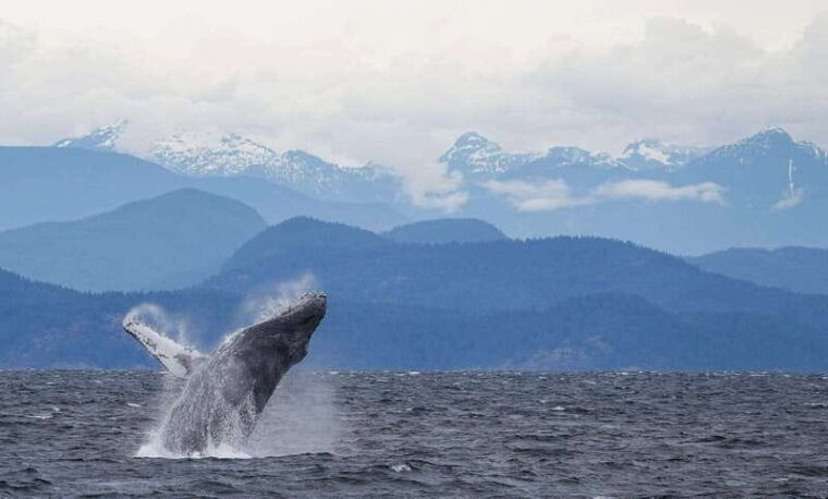 campbell-river-6-hour-whale-watching-boat-tour