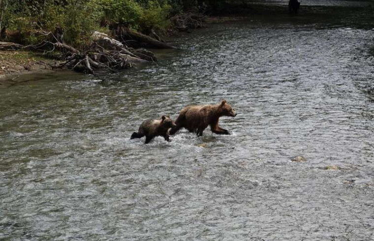 campbell-river-bute-inlet-grizzly-watching-tour-boat-ride