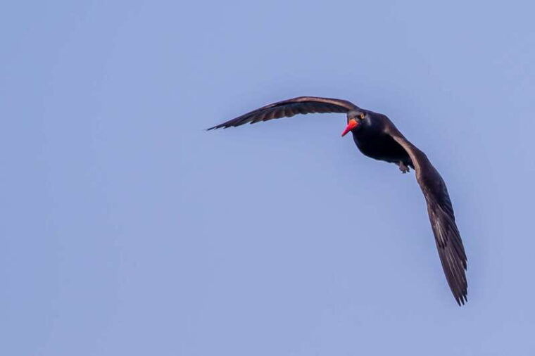 campbell-river-discovery-passage-wildlife-zodiac-boat-tour