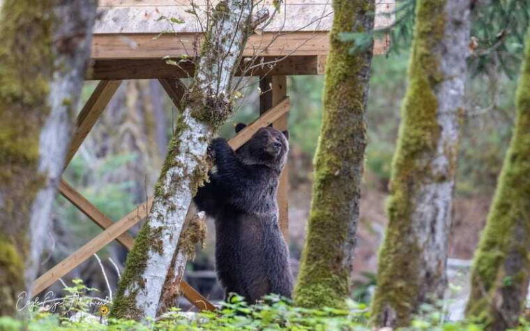 campbell-river-full-day-grizzly-bear-tour-with-lunch