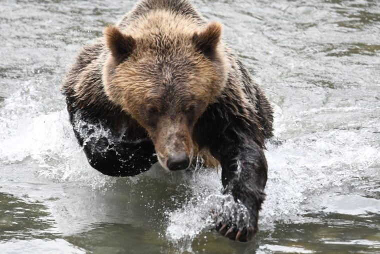 campbell-river-grizzly-bear-watching-tour-with-lunch