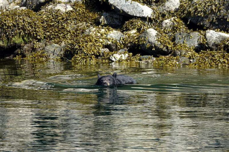campbell-river-spring-bear-watching-waterfalls-boat-tour