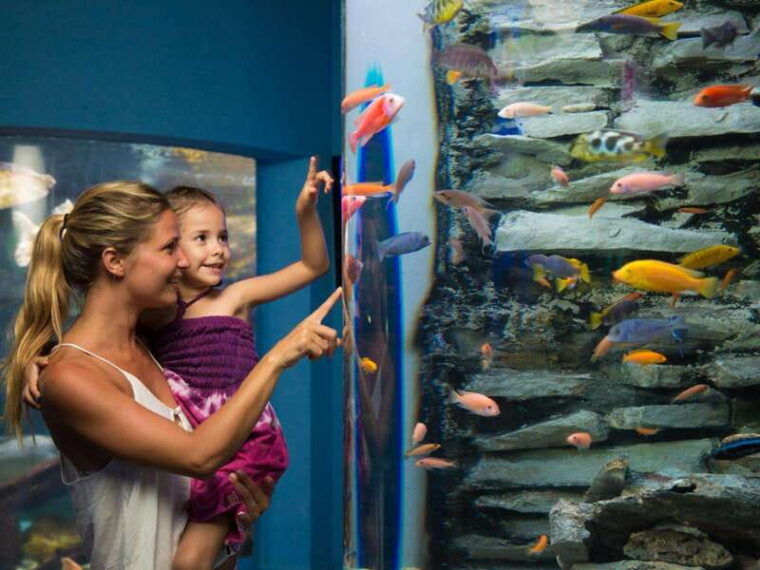 cancun-interactive-aquarium-admission-dolphin-presentation