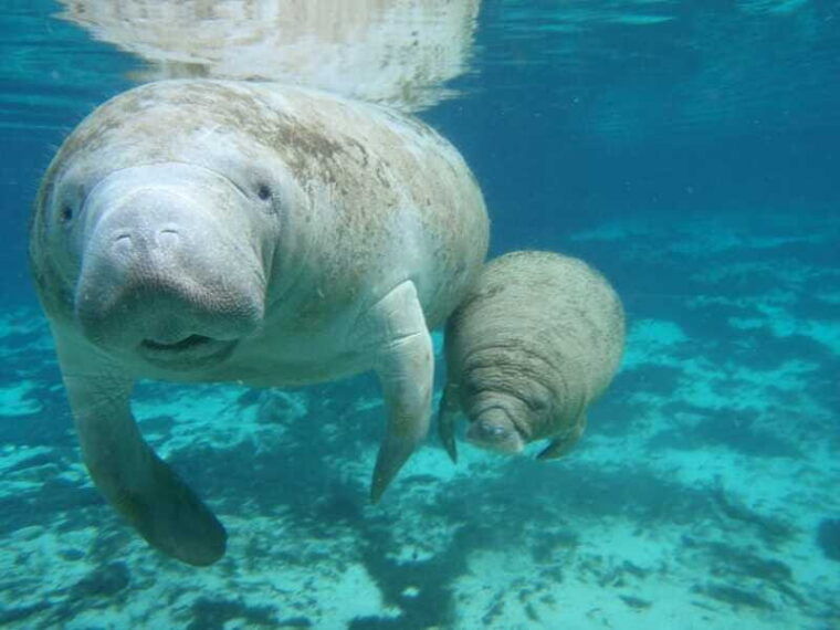 cancun-manatee-encounter-on-isla-mujeres-with-buffet-lunch