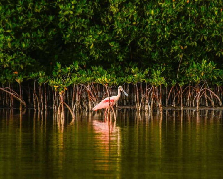 cancun-morning-or-sunset-kayak-adventure-in-nichupte-lagoon
